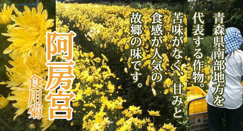 食用菊 阿房宮 食用菊 阿房宮