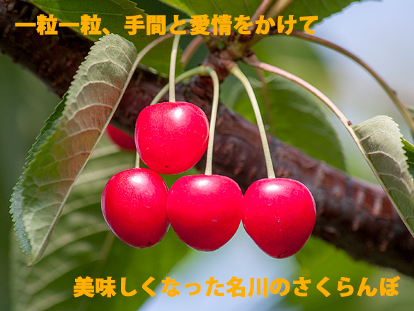さくらんぼ さくらんぼ