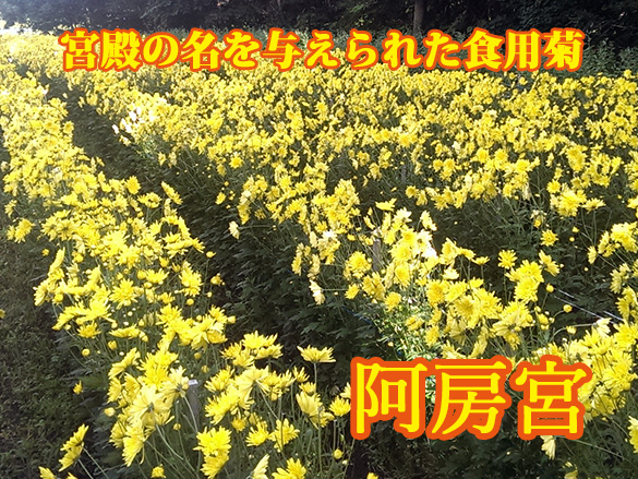 食用菊 阿房宮 食用菊 阿房宮