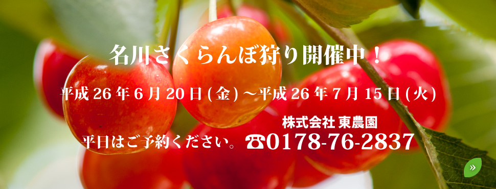 名川さくらんぼ狩り開催中