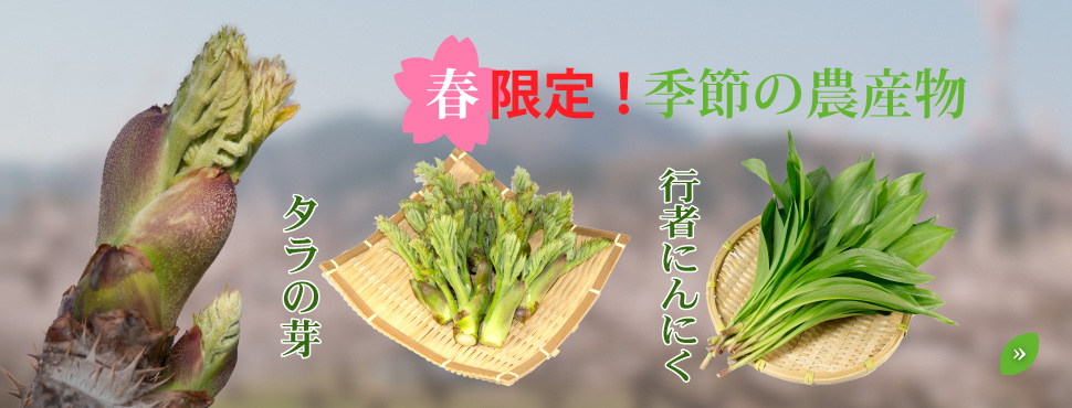 タラの芽・行者にんにく販売開始です。
