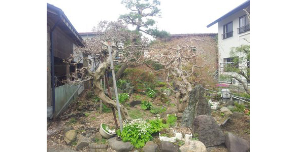 東家の庭 東家の庭