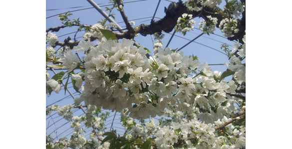 サクランボの花 サクランボの花