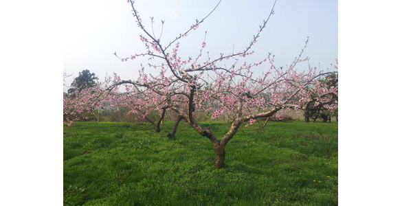 桃の花 桃の花