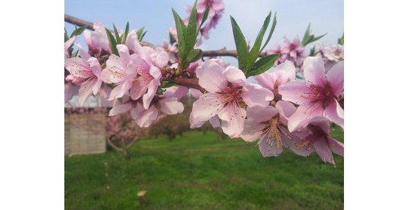 桃の花 桃の花