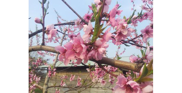 ネクタリンの花 ネクタリンの花