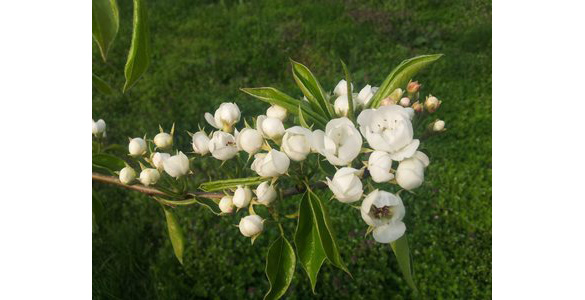 洋梨の花 洋梨の花