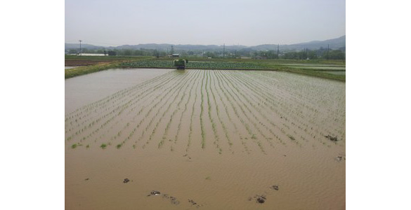 田んぼ 田んぼ