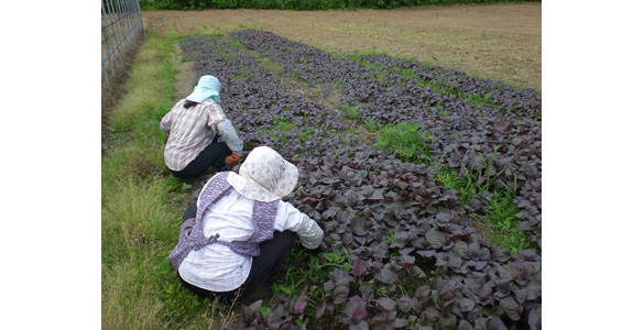 紫蘇の苗植え