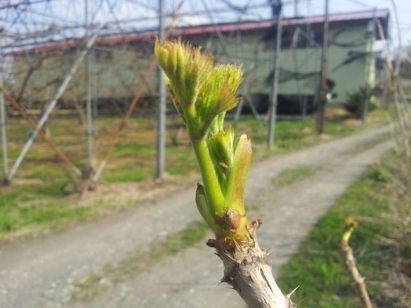 タラの芽 タラの芽